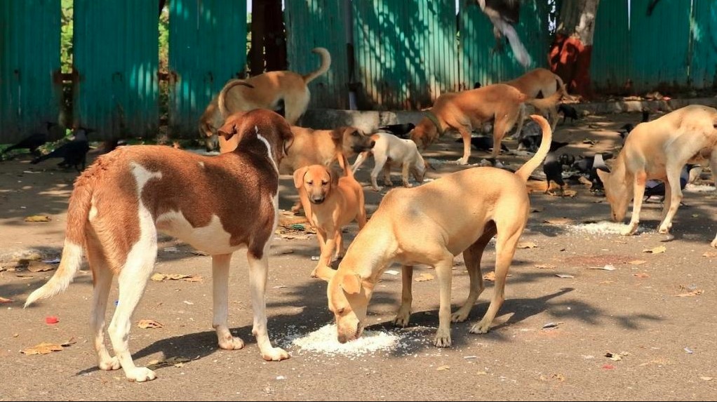 हर वार्ड में बनेंगे निराश्रित कुत्तों के भोजन स्थल, सुप्रीम कोर्ट के निर्देश पर जारी हुई नियमावली