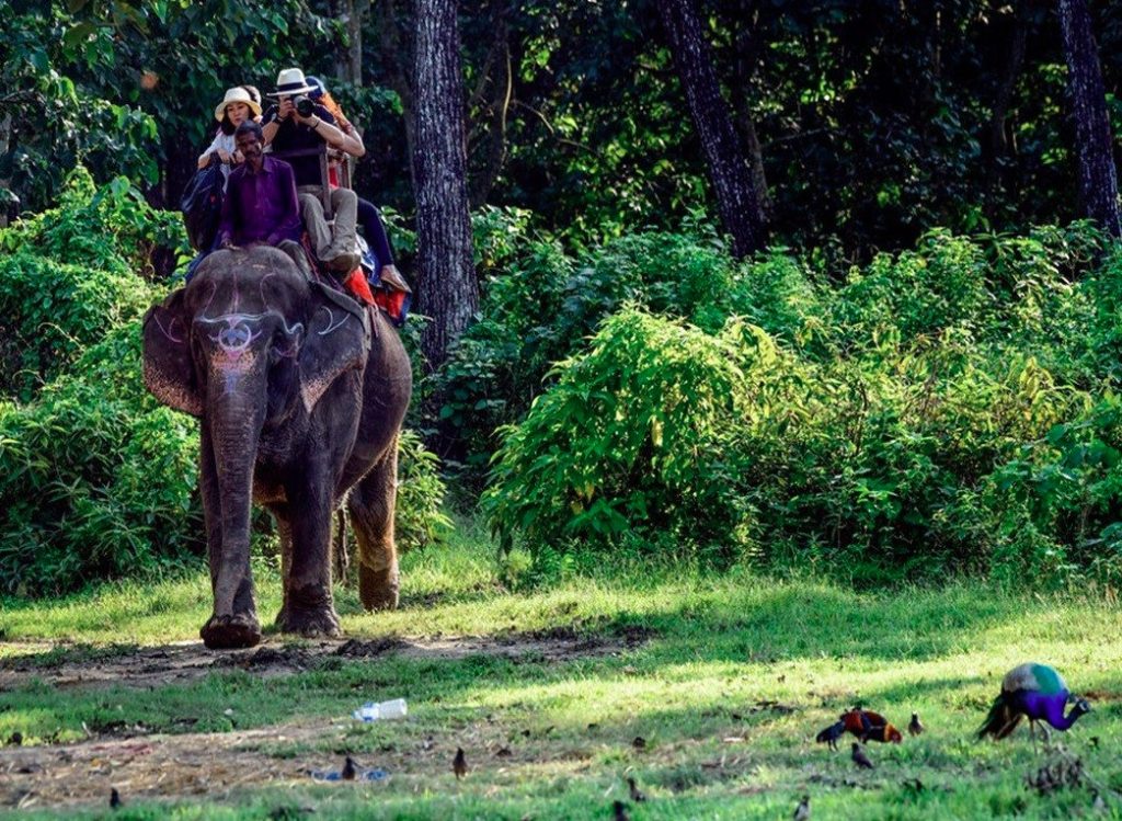 कार्बेट और राजाजी टाइगर रिजर्व में हाथी सफारी को मिली हरी झंडी