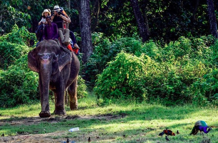 कार्बेट और राजाजी टाइगर रिजर्व में हाथी सफारी को मिली हरी झंडी