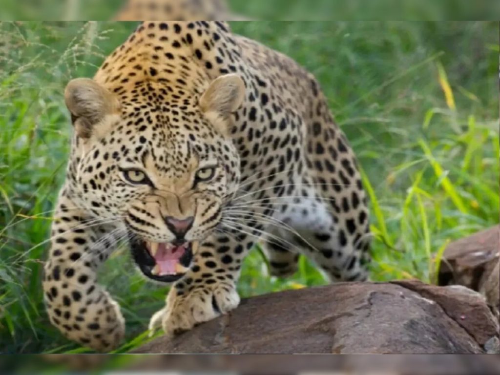 गुलदार के हमले में 65 वर्षीय महिला की मौत