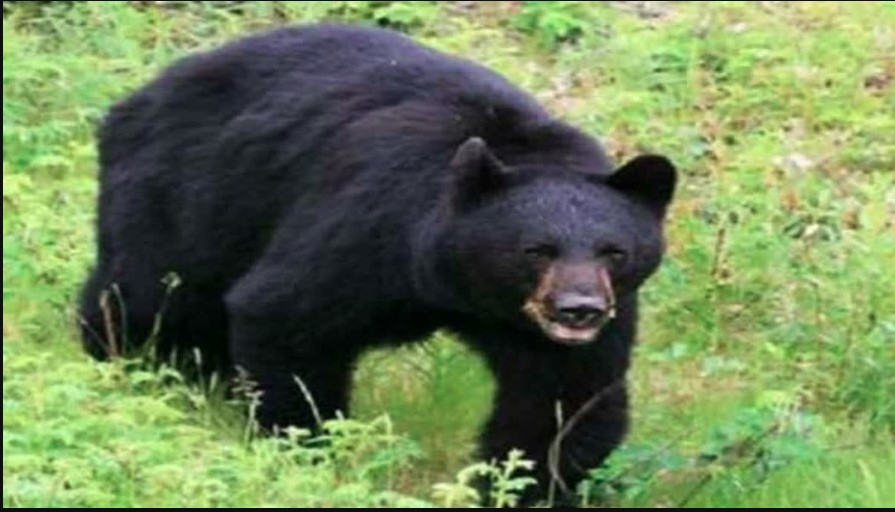 भिकोना गांव के पास पकड़ा गया मादा भालू, ग्रामीणों ने ली राहत की सांस