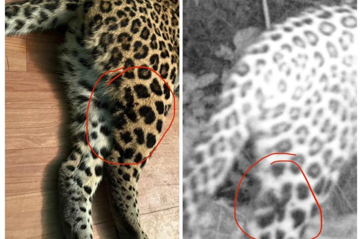 मुख्यमंत्री के त्वरित निर्देशों तथा समन्वित प्रयास से गुलदार नियंत्रण अभियान सफल