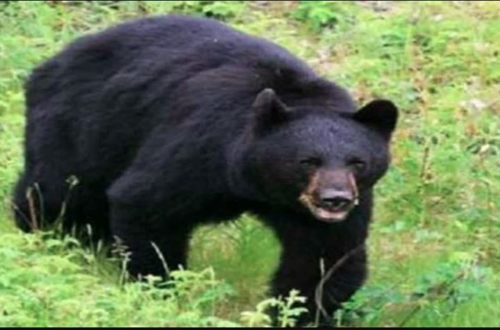 राज्य में मानव–वन्यजीव संघर्ष बढ़ा, भालू के हमलों में हुई सबसे अधिक मौतें